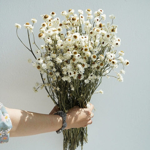 Flower Arrangements, Natural Dried Daisy Flower Bouquet, Natural Dried Daisy Flowers, A Bunch of Dried Daisy Flowers, Handmade Artificial Flowers for Home Decor-Art Painting Canvas
