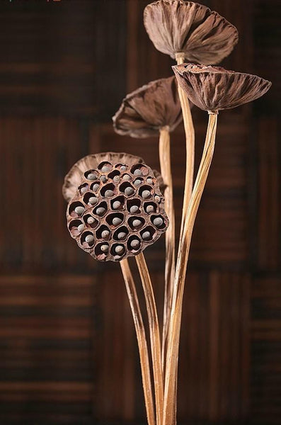 10 Stems Lotus Pods, Dried Lotus Pods, Natural Decor, Rustic Decor, Lotus Flower Arrangement-Art Painting Canvas