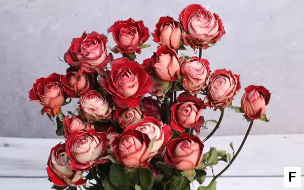Red Yellow Purple Dried Rose Floral, Dried Rose Flower Bouquet, A Bouquet of Dried Rose Flowers, Natural Dried Rose Flower Bunches, A Bunch Dried Rose Flowers-Art Painting Canvas