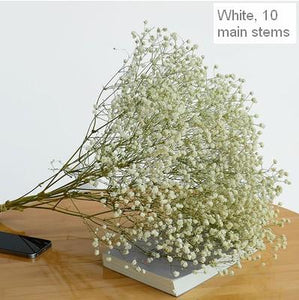 Dried Babys Breath Bunch, Dried Flowers, Gypsophila, GYP, Wedding Mason Jar Filler-Art Painting Canvas