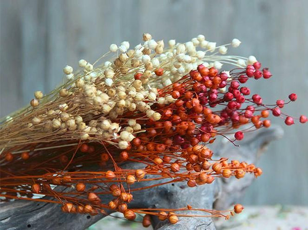 Natural Dried Flower Arrangements, A Bunch Dried Acacia Beans, Dried Floral, Bulk Flowers-Art Painting Canvas