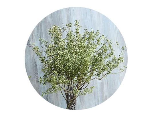 Dried Seek, Dried Flowers, Botanical Home Decor, Seed Stalks. Natural Greenery-Art Painting Canvas
