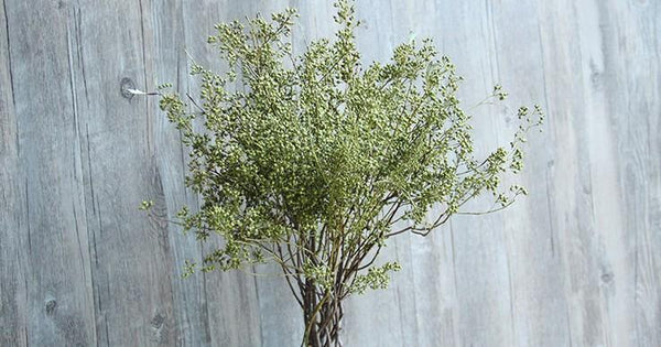 Dried Seek, Dried Flowers, Botanical Home Decor, Seed Stalks. Natural Greenery-Art Painting Canvas