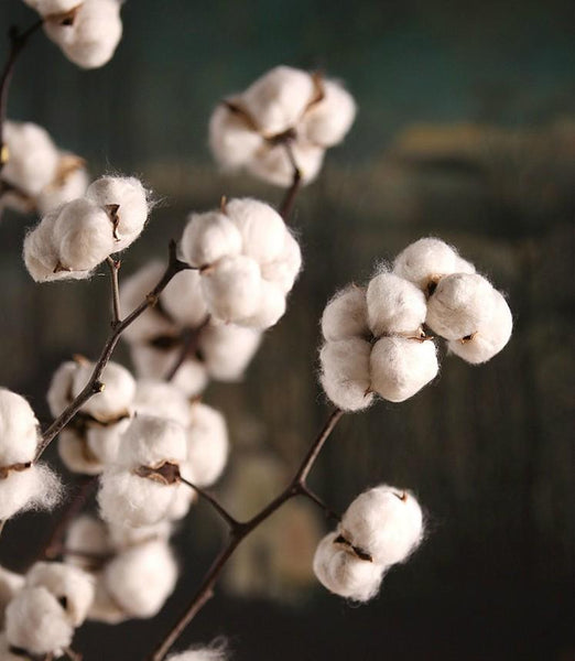 Dried Cotton Stalks, Cotton Stalks, Dried Decor, Natural Decorations, Cotton Flower-Art Painting Canvas