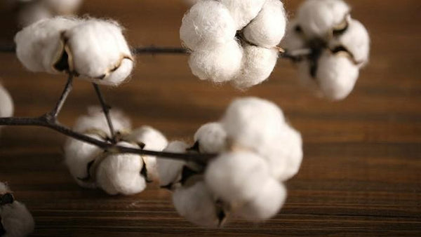 Dried Cotton Stalks, Cotton Stalks, Dried Decor, Natural Decorations, Cotton Flower-Art Painting Canvas