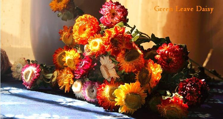 A Bunch Dried Daisy Flowers, Natural Dried Flower Arrangements, Dried Floral, Bulk Flowers-Art Painting Canvas