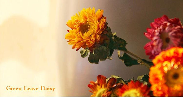 A Bunch Dried Daisy Flowers, Natural Dried Flower Arrangements, Dried Floral, Bulk Flowers-Art Painting Canvas