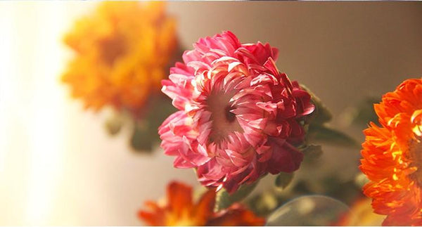 A Bunch Dried Daisy Flowers, Natural Dried Flower Arrangements, Dried Floral, Bulk Flowers-Art Painting Canvas