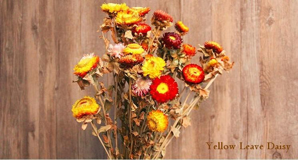 A Bunch Dried Daisy Flowers, Natural Dried Flower Arrangements, Dried Floral, Bulk Flowers-Art Painting Canvas